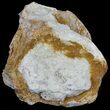 Fossil Brontotherium (Titanothere) Vertebrae - South Dakota #60648-1